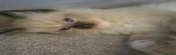 Ragdoll cats for sale: Stunning ragdoll kittens - Advert 7