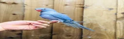 Ringnecks birds for sale: Indian ringneck  - Advert 3