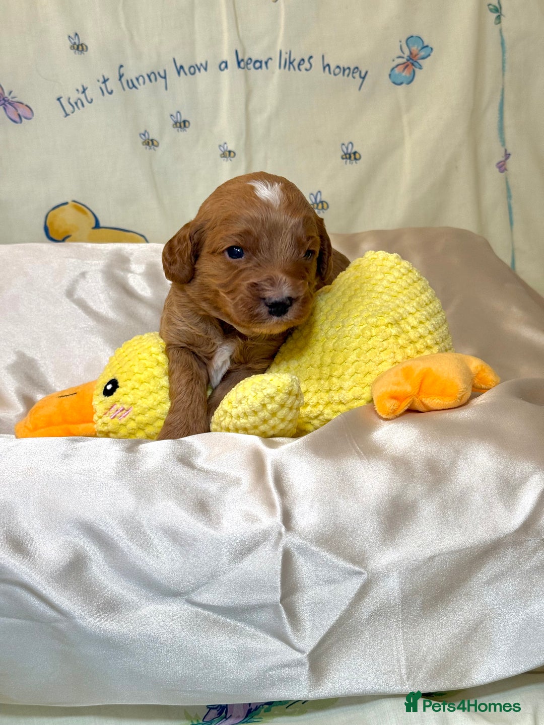 Cavapoo dogs for sale: 6 Cute Cavapoo puppies 6 - ready for homes in feb  - Advert 23