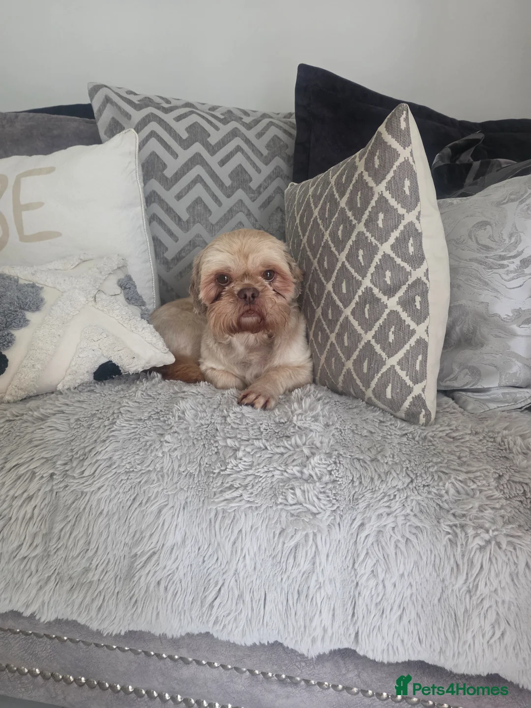 Shih Tzu dogs for sale: Shih Tzu - Advert 4