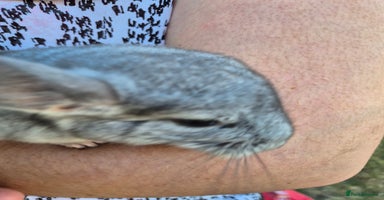 Chinchilla rodents - Advert 10