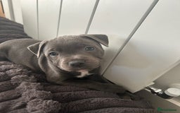 Staffordshire Bull Terrier dogs for sale: Stunning Blue Staffordshire Bull Puppies for sale - Image 21