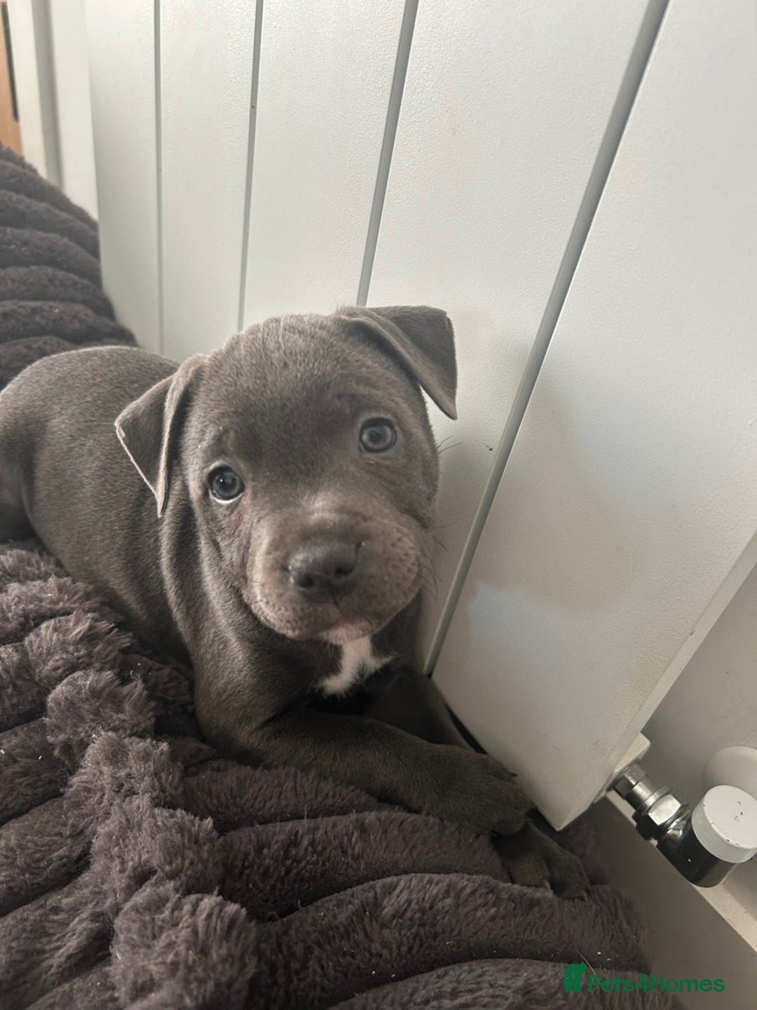 Staffordshire Bull Terrier dogs for sale: Stunning Blue Staffordshire Bull Puppies for sale - Image 21