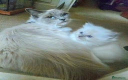 Mixed Breed cats for sale: 🎊RESERVED🎊💖Pure Blue-point mitted Ragdoll ♀️💖 - Image 16