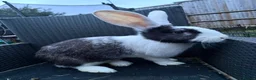 Continental Giant rabbits for sale: 2 sister continental giants.  - Advert 1
