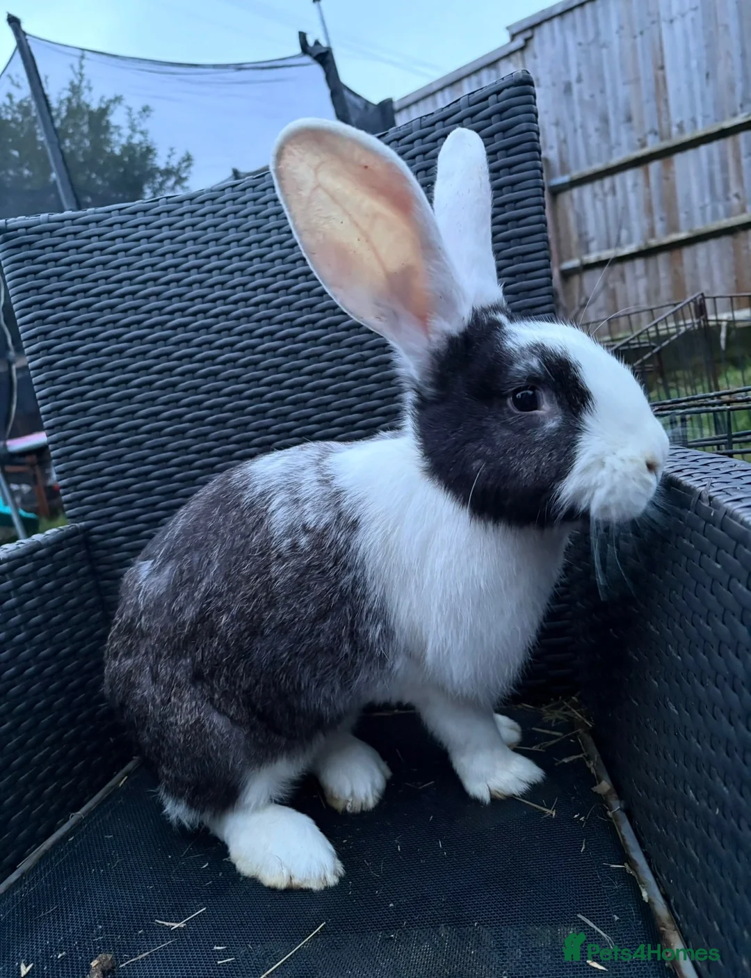Continental Giant rabbits for sale: 2 sister continental giants.  - Advert 1