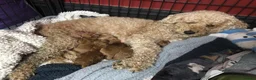 Cockapoo dogs for sale: Stunning F2 Cockapoo puppies - Advert 4