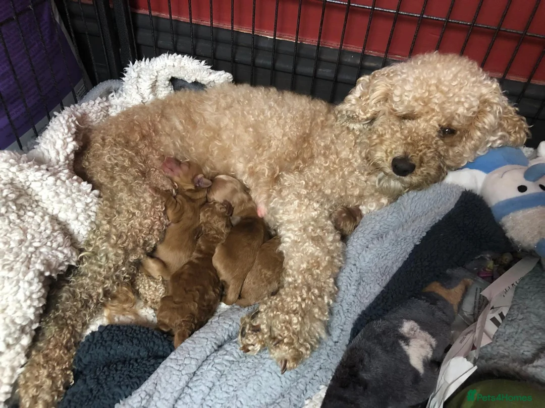 Cockapoo dogs for sale: Stunning F2 Cockapoo puppies - Advert 2