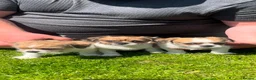 Mixed Breed dogs for sale: Shih Tzu cross chihuahua puppies  - Advert 12