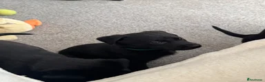 Mixed Breed Puppy 4