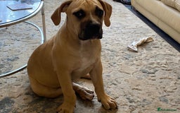 Boerboel dogs for sale: Meet our lovely Sahara! 5Month old boerbel.  - Image 4