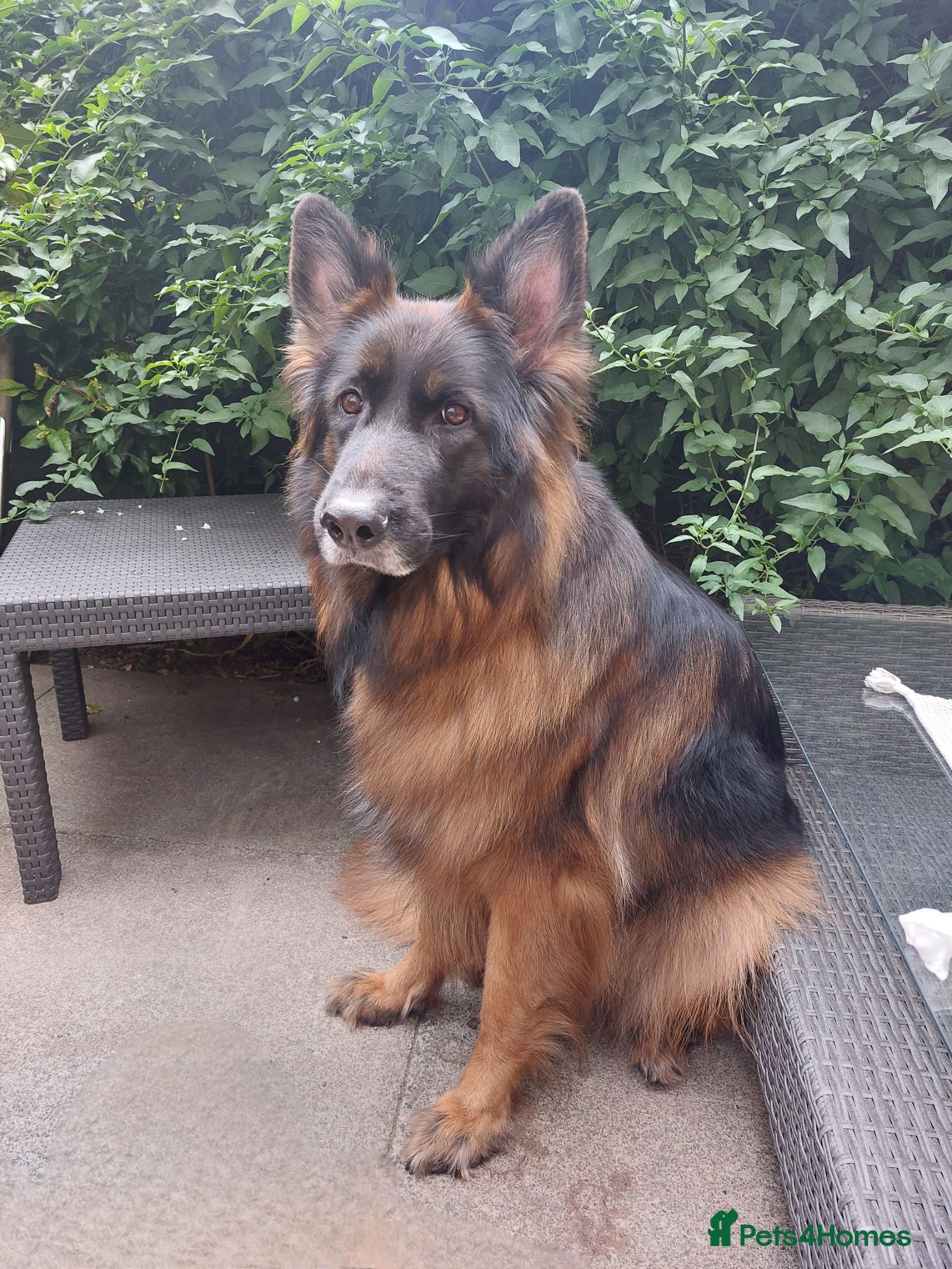 German Shepherd dogs Lovely 5 years old female to new home - Advert 1