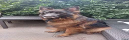 German Shepherd dogs for sale: Lovely 5 years old female to new home - Advert 1