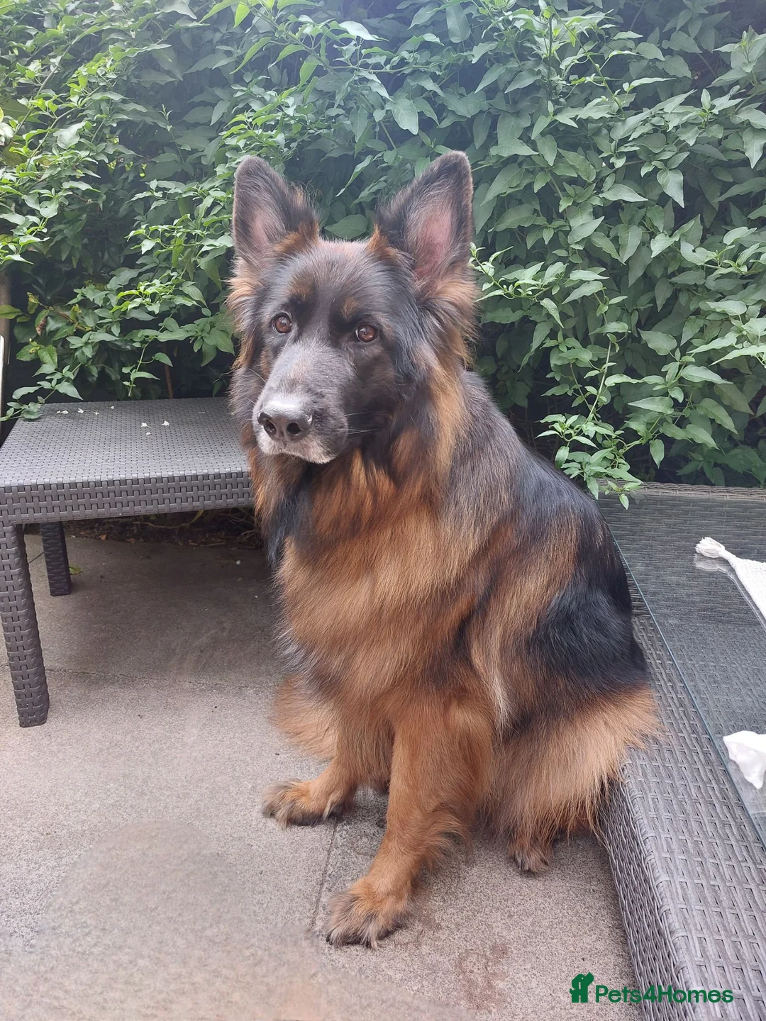 German Shepherd dogs for sale: Lovely 5 years old female to new home - Advert 1