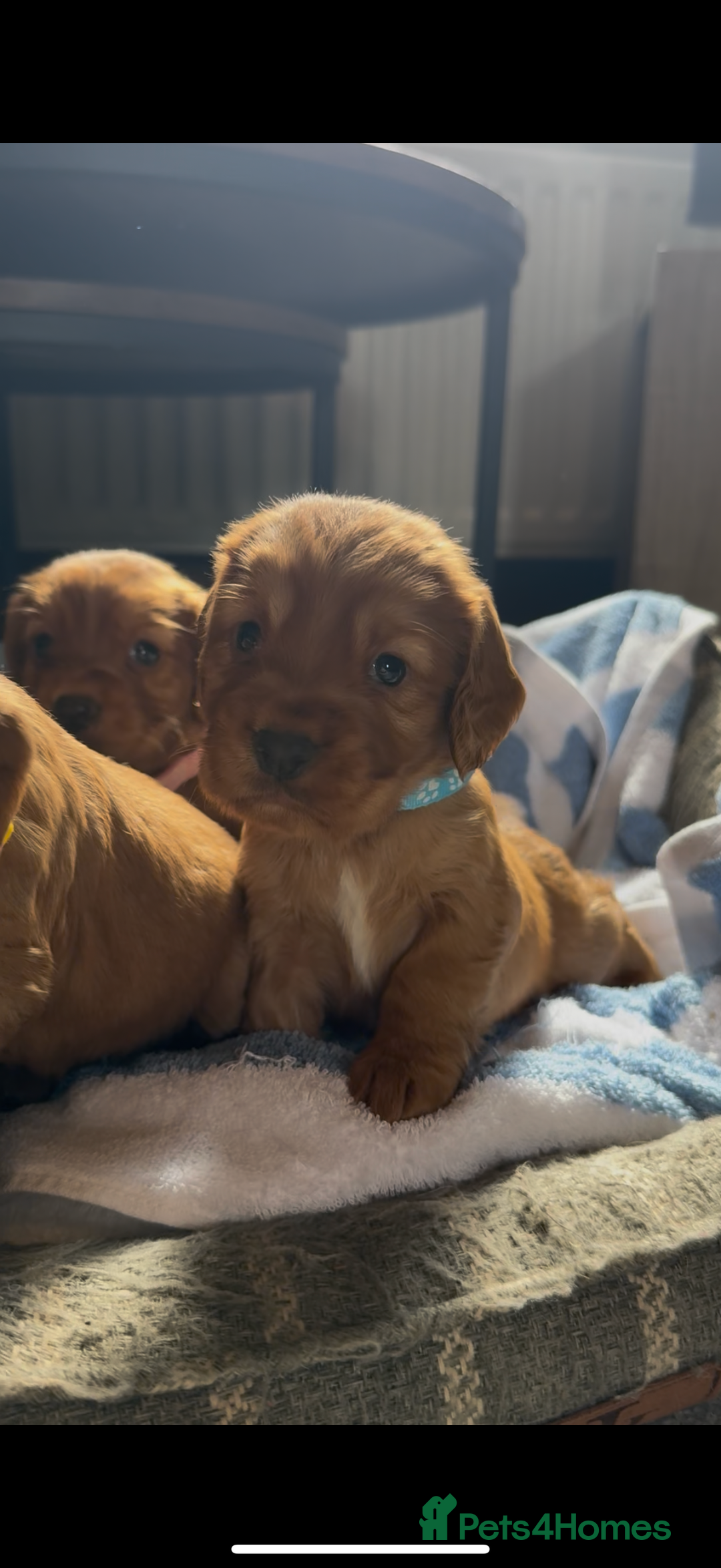 Cocker Spaniel dogs for sale: ✨ KC Registered Working Cocker Spaniel Puppies ✨ - Image 7