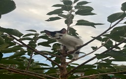 Domestic Shorthair cats for sale: 4 kittens for sale - Image 3