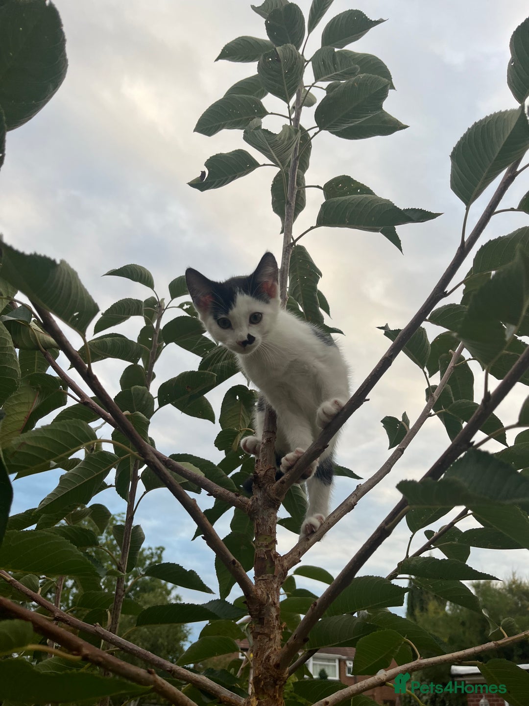 Domestic Shorthair cats for sale: 4 kittens for sale - Image 3