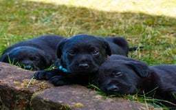 Labrador Retriever dogs for sale: Black Pure bred kg reg Labrador for sale  - Image 6