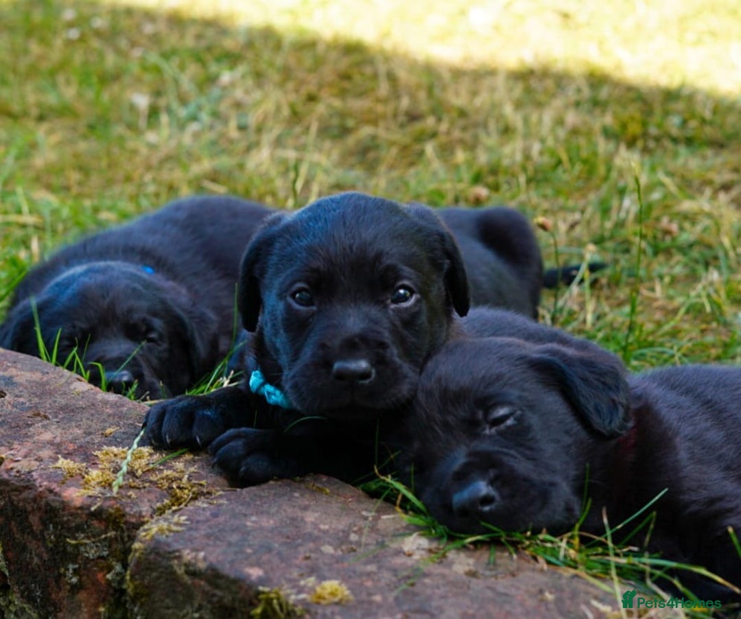 Labrador Retriever dogs for sale: Black Pure bred kg reg Labrador for sale  - Image 6