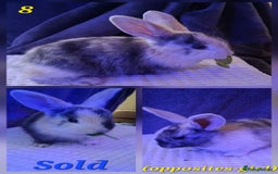 Rex rabbits for sale: Super Cute Baby bunnies! Rex x Lops - Image 16