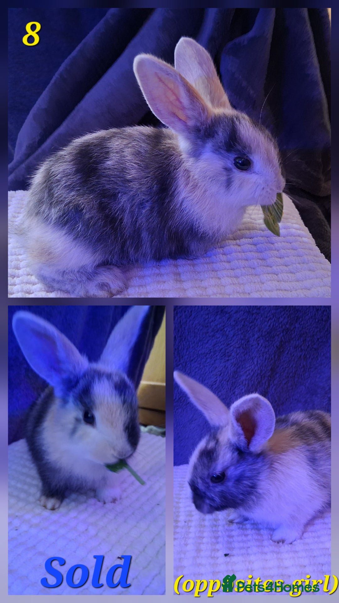 Rex rabbits for sale: Super Cute Baby bunnies! Rex x Lops - Image 16