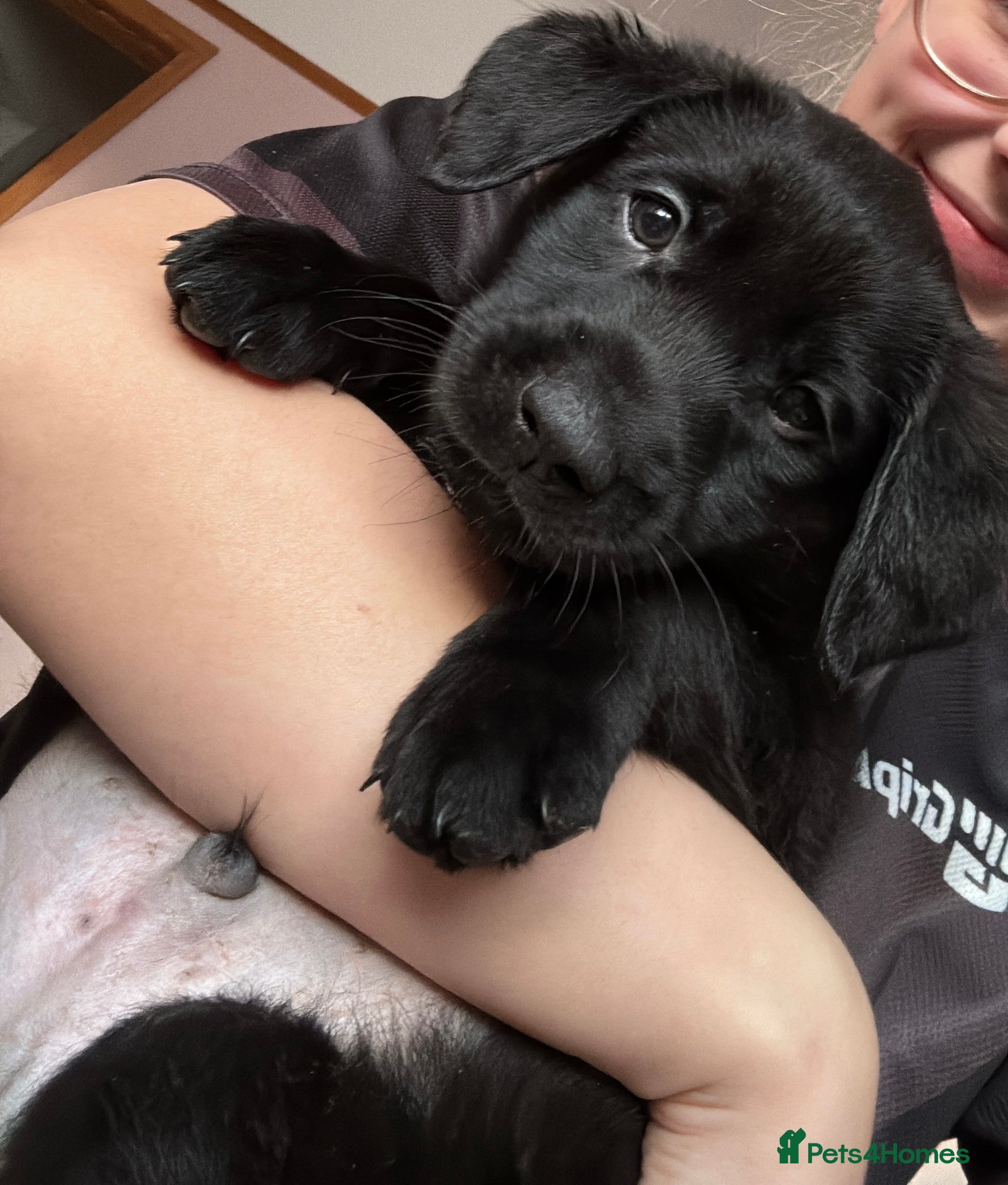 Labrador Retriever dogs Gorgeous chunky black lab pups🖤 - Advert 17