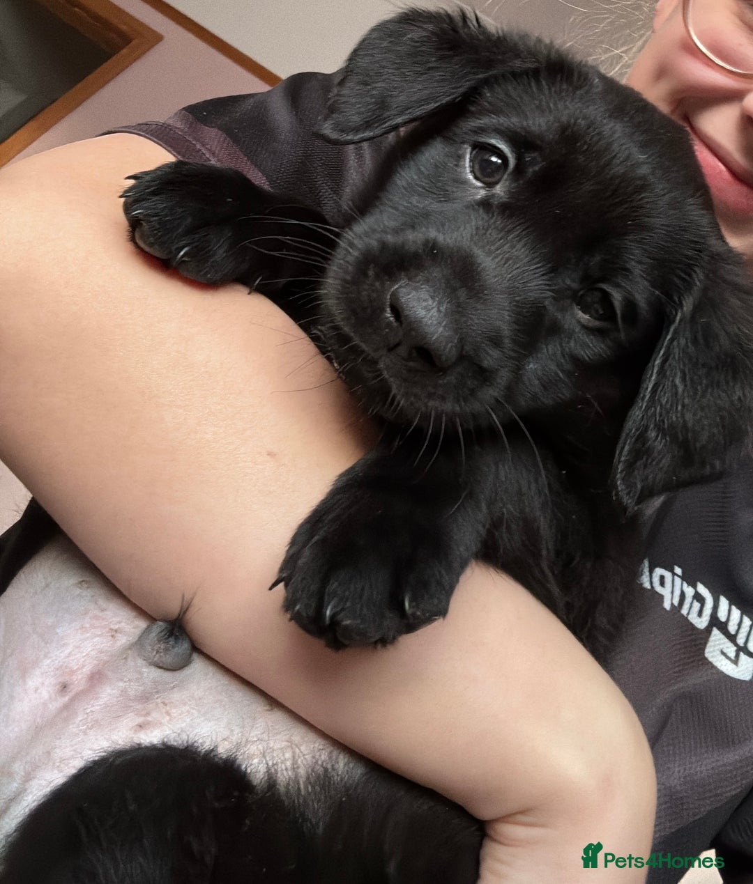 Labrador Retriever dogs for sale: Gorgeous chunky black lab pups🖤 - Advert 1