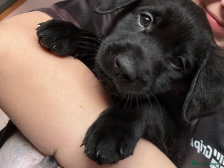 Labrador Retriever dogs Gorgeous chunky black lab pups🖤 - Advert 16