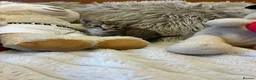 Mixed Breed cats for sale: 🩷Cross Maine Coone Kittens🩷 - Advert 22