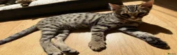 Bengal cats for sale: LAST ONE LEFT - MALE ✨GLITTER Coat✨Bengal kittens  - Advert 1