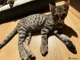 Bengal cats LAST ONE LEFT - MALE ✨GLITTER Coat✨Bengal kittens - Advert 1