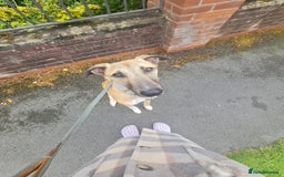 Greyhound dogs for sale: Mako - 9 month old greyhound - sweetest little boy - Image 2