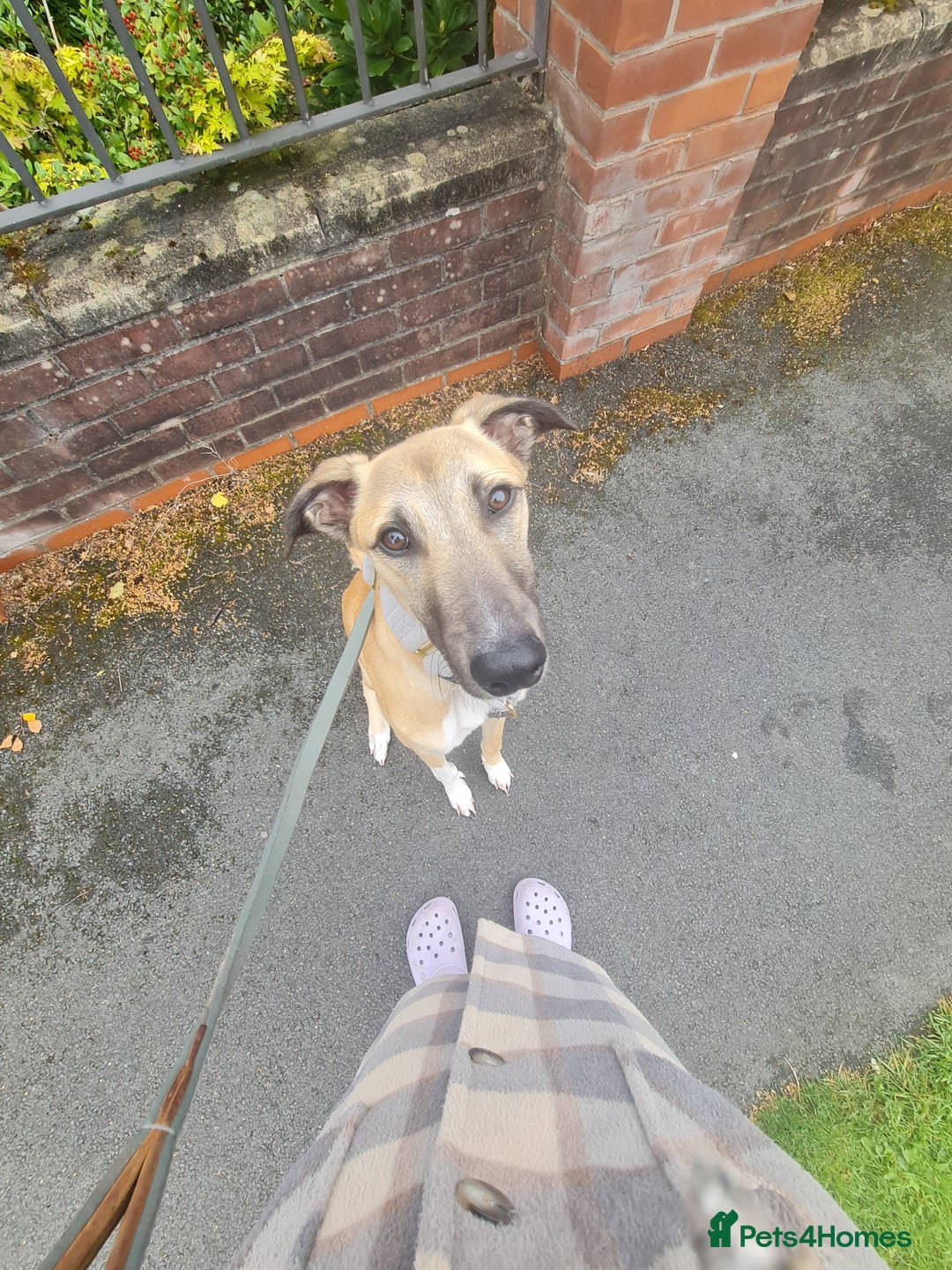 Greyhound dogs for sale: Mako - 9 month old greyhound - sweetest little boy - Image 2