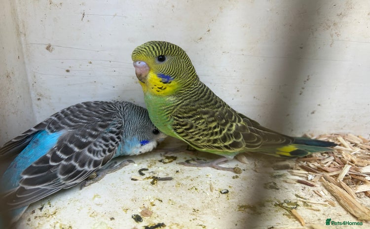 Budgerigars birds - Advert 13