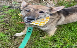 Mixed Breed dogs for adoption: 💖🐶 JOYA 🐶💖 - Image 5