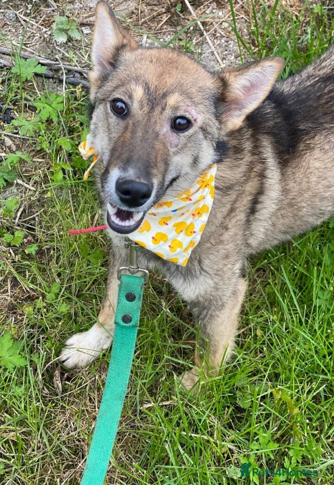 Mixed Breed dogs for adoption: 💖🐶 JOYA 🐶💖 - Image 5