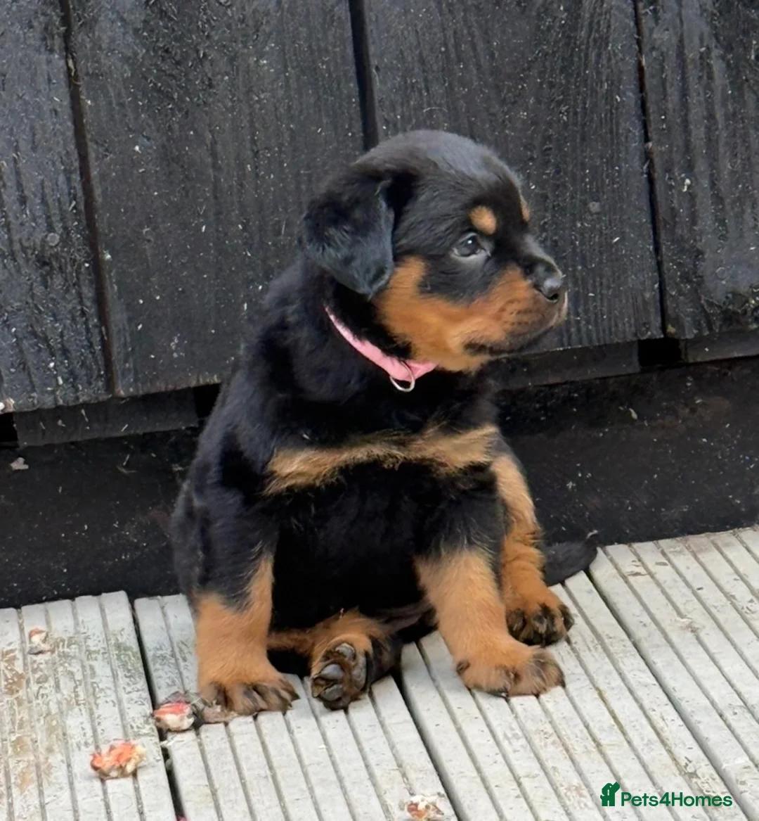 Rottweiler dogs for sale: ** 2 Left ** German Lines Chunky Rottweiler Pups - Advert 1