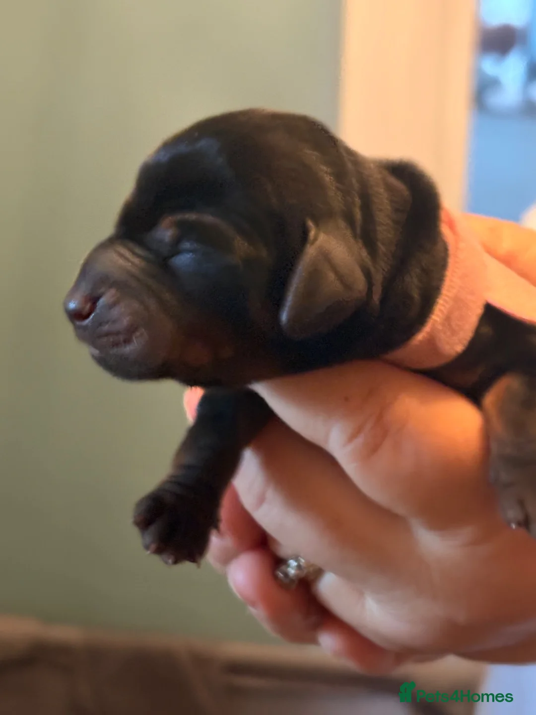 Dachshund dogs for sale: Gorgeous litter of dachshunds!!  in Barnsley - Advert 2