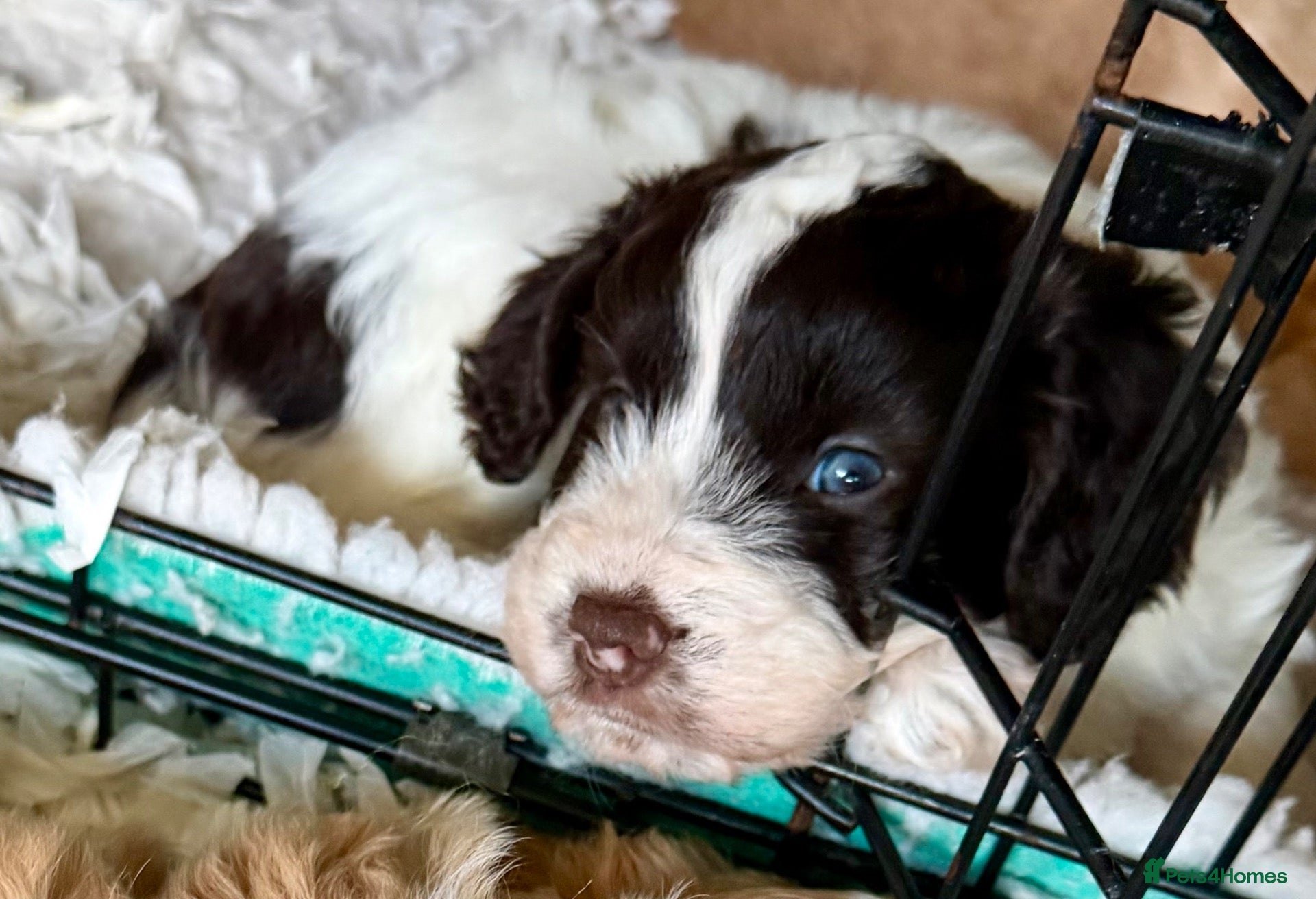 Cockapoo dogs for sale: Cockerpoo - Advert 1