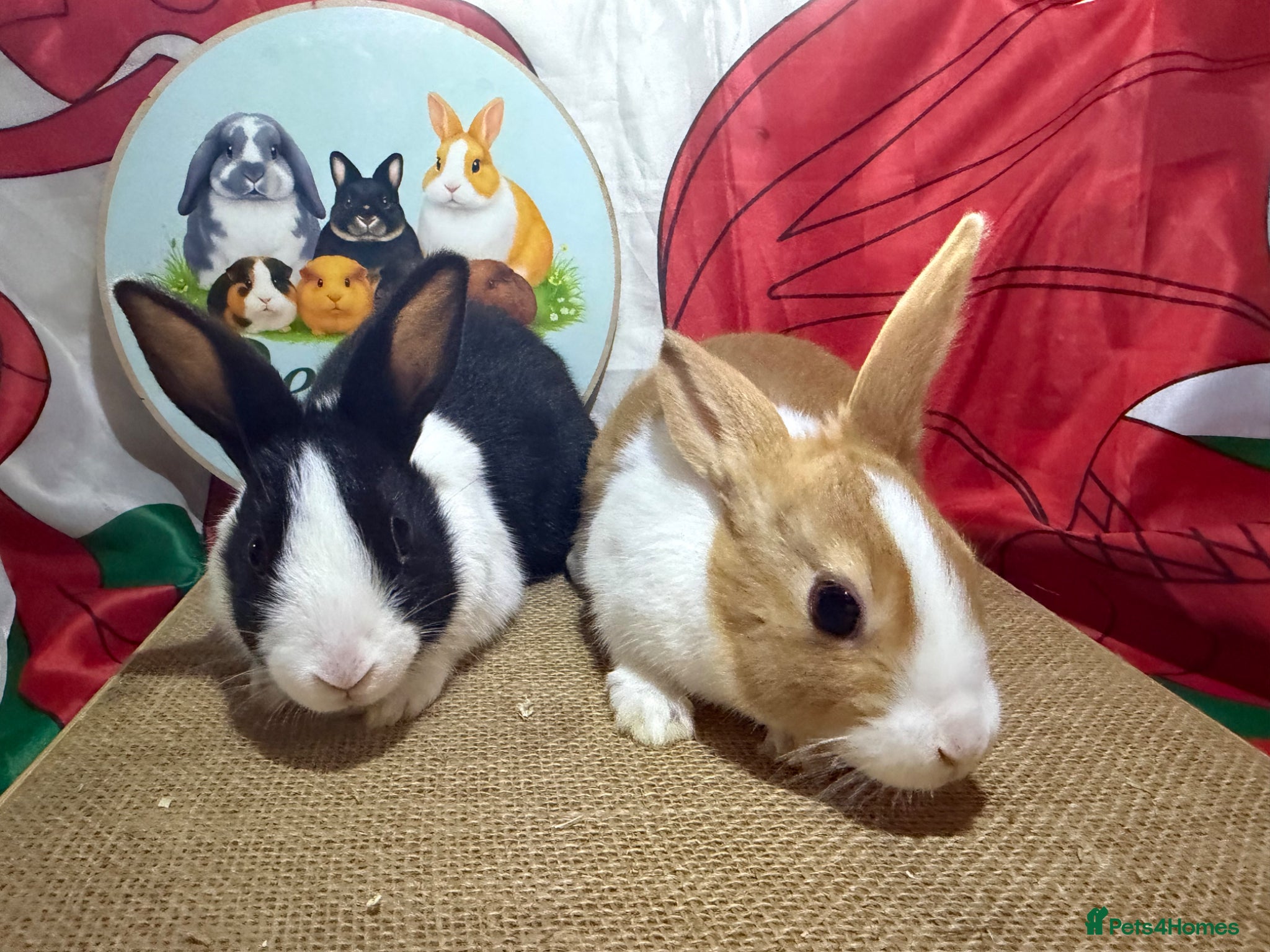 Dutch rabbits for sale: Gorgeous Dutch rabbits ready to reserve.  - Advert 4