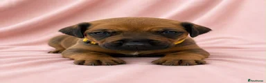 Rhodesian Ridgeback 