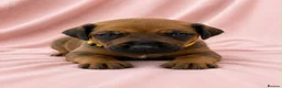 Rhodesian Ridgeback dogs for sale: Rhodesian Ridgeback Puppies Full European Pedigree - Advert 4