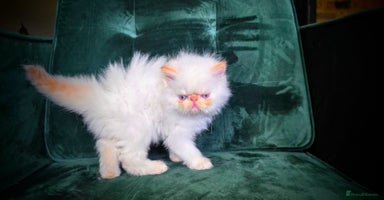 Persian cats - Advert 6