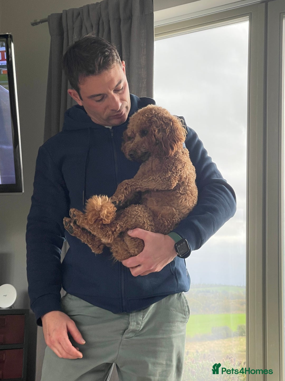 Miniature Poodle dogs for stud: KC REGISTERED DEEP RED MINATURE POODLE STUD in Bathgate - Advert 6