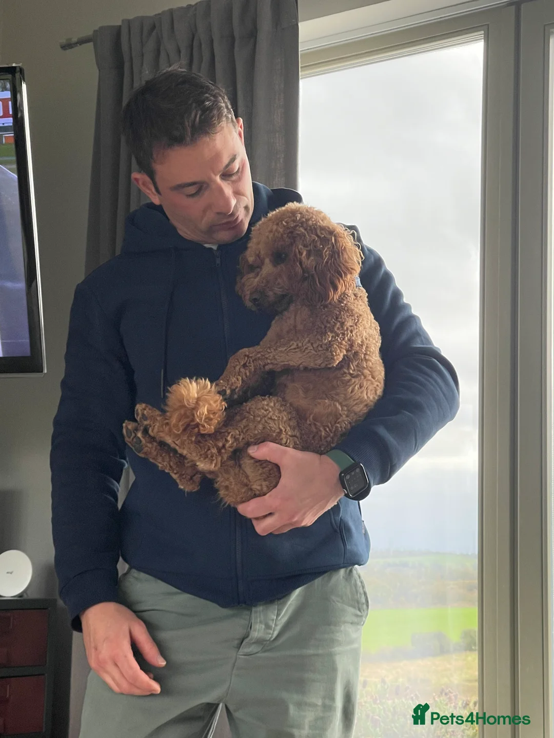 Miniature Poodle dogs for stud: KC REGISTERED DEEP RED MINATURE POODLE STUD in Bathgate - Advert 6