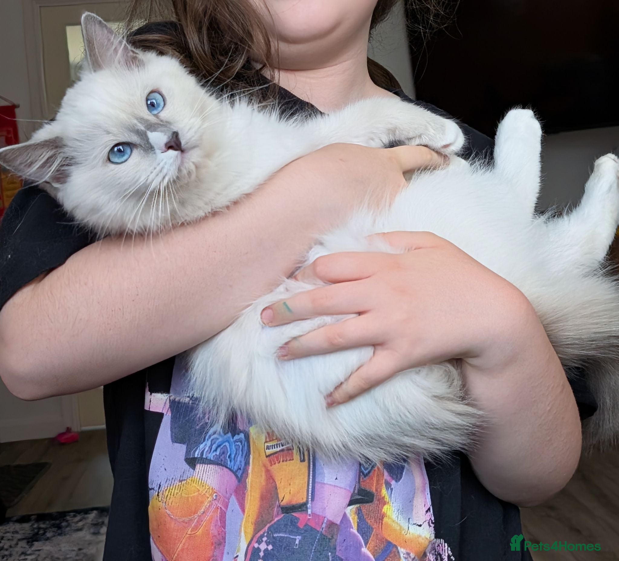 Ragdoll cats 🏆Ready now TICA Female Ragdoll kitten  - Advert 17