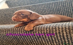 Miniature Dachshund dogs for sale: 💜MINIATURE DAPPLE AND CHOCOLATE Dachshunds Babys - Image 8