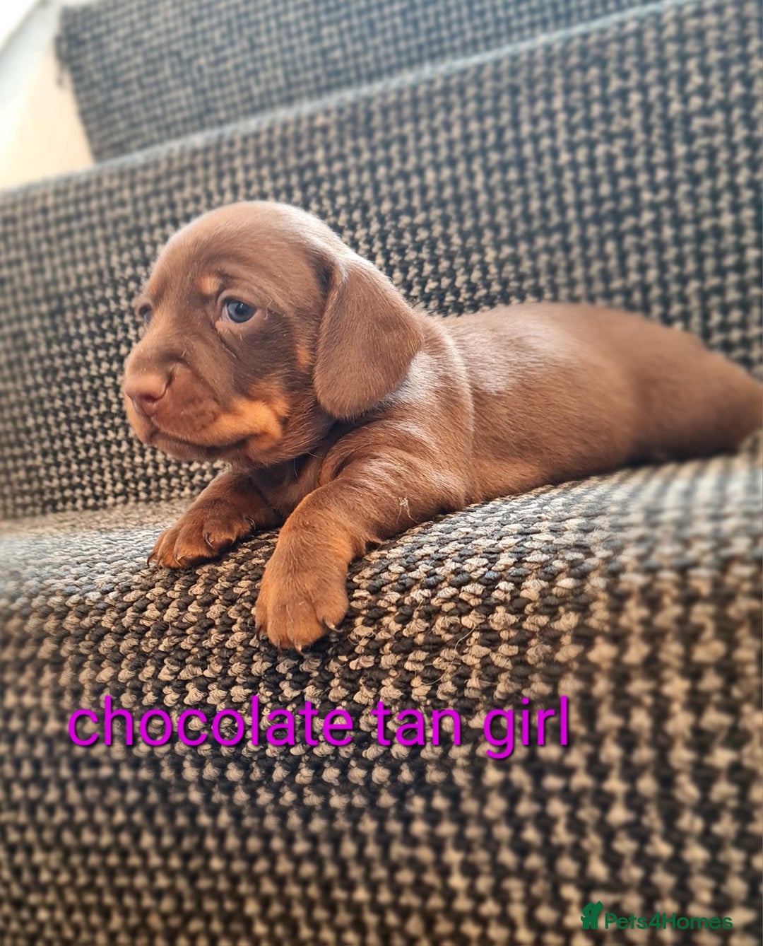 Miniature Dachshund dogs for sale: 💜MINIATURE DAPPLE AND CHOCOLATE Dachshunds Babys - Image 8