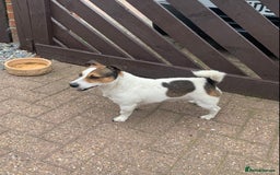 Jack Russell dogs for stud: Jack Russell for stud in Seaham - Image 12