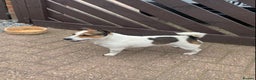 Jack Russell dogs for stud: Jack Russell for stud in Seaham - Advert 12